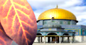 قصة سيدنا يحيى علية السلام