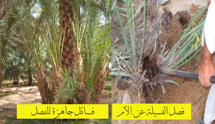 فصل الفسائل عن النخلة